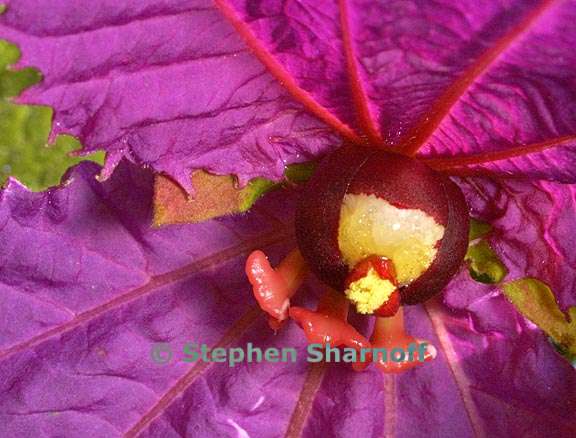 dalechampia dioscoreifolia graphic